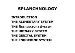 Respiratory System