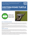 western pond turtle