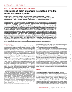 Regulation of brain glutamate metabolism by nitric oxide and S