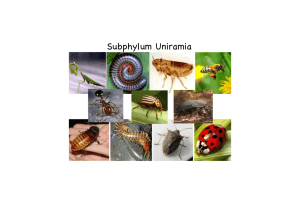 Subphylum Uniramia