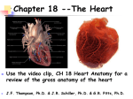 Chapter 18 The Cardiovascular System - The Heart