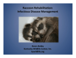 Raccoon Rehabilitation: Infectious Disease Management