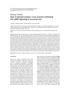 Review Article Type 3 adenylyl cyclase: a key enzyme mediating the