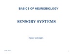 SENSORY SYSTEMS