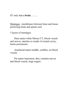 Brain/Sc Notes