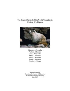 The Hoary Marmot of the North Cascades in Washington