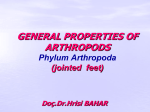 GENERAL PROPERTIES OF ARTHROPODS Phylum Arthropoda