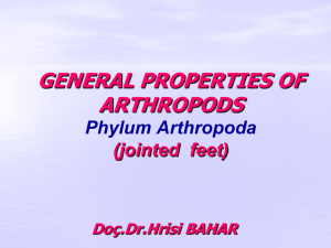 GENERAL PROPERTIES OF ARTHROPODS Phylum Arthropoda