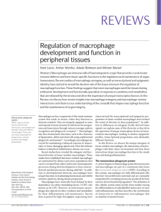 Regulation of macrophage development and function in peripheral