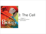 Chapter 7: Cell Structure and Function and Function