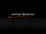 Animal Behavior