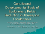 Genetic and Developmental Basis of Evolutionary Pelvic Reduction