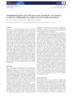 Morphological patterns of five fish species (four characiforms, one