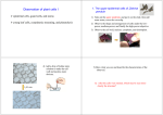 Observation of plant cells I