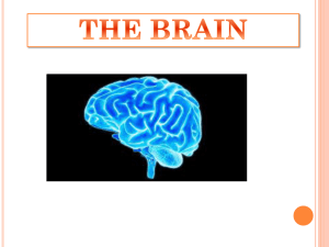 the brain - WordPress.com