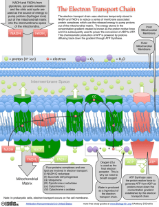 What is the Electron Transport Chain?