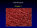 Chapter 7 - Cell Structure