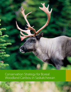 Woodland Caribou Conservation Strategy.cdr