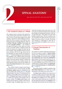 SPINAL ANATOMY - Turk Norosirurji