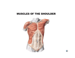 MUSCLES OF THE SHOULDER