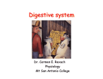 (17) Digestive system