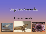 Kingdom Animalia