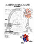 Chambers and internal features of heart