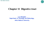 Chapter 11 Digestive tract