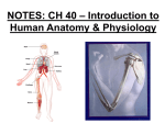 epithelial tissue - wlhs.wlwv.k12.or.us