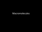 MacroMolecules