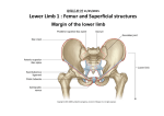 Lower Limb 1 : Femur and Superficial structures