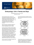 Embryology: Life in Twenty-one Days