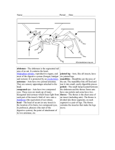 Answers to animal label me handouts