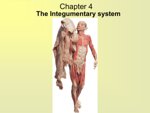 Chapter 5 - Fullfrontalanatomy.com
