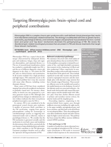 Targeting fibromyalgia pain: brain–spinal cord and peripheral