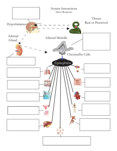 Adrenal Medulla Chromaffin Cells Epinephrine Threat: Real or