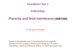 Placenta and fetal membranes(ID#7104)