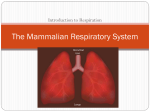 lower respiratory tract