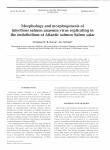 Morphology and morphogenesis of infectious salmon anaemia virus