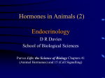 Hormones in Animals