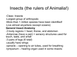 Kingdom: Animalia
