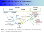 Chapter 18 The Phyla - Not covered in class