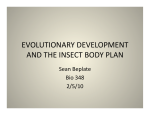 EVOLUTIONARY DEVELOPMENT AND THE INSECT BODY PLAN