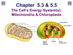 Organelles 3