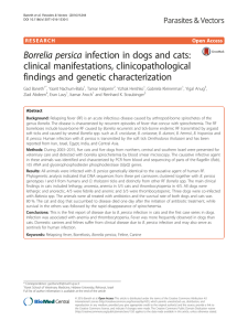 Borrelia persica infection in dogs and cats: clinical manifestations