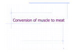 Conversion of muscle to meat