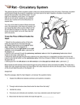Click, read about the rat circulatory system, answer the questions