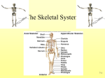 Skeletal System Gross Anatomy