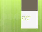 Skeletal System