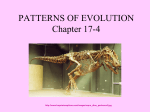 17.4 Patterns of Macroevolution